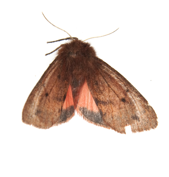 Noctuoidea