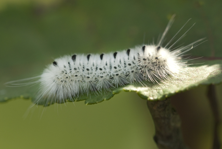 Photo of Lophocampa caryae