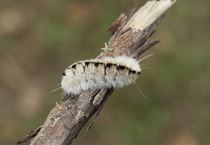 Eumetazoa