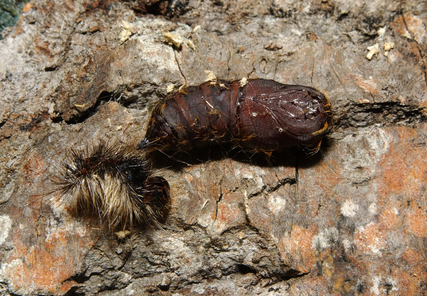 pupa