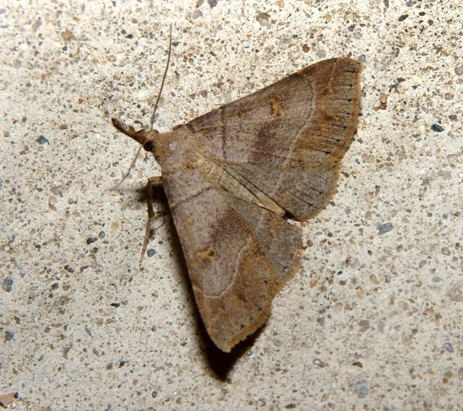 Noctuoidea