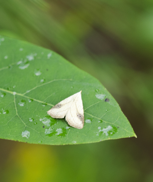 Lepidoptera