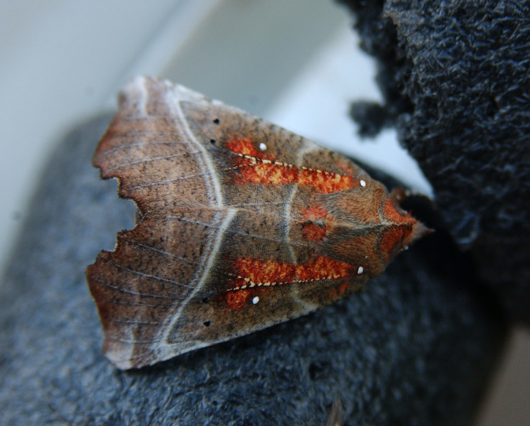 Scoliopteryx libatrix