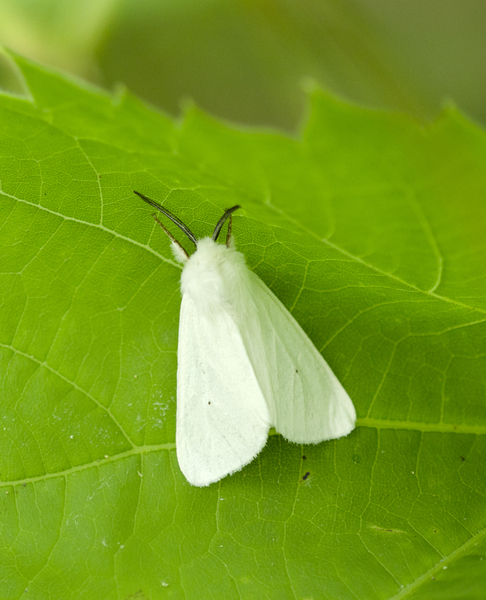 Spilosoma virginica