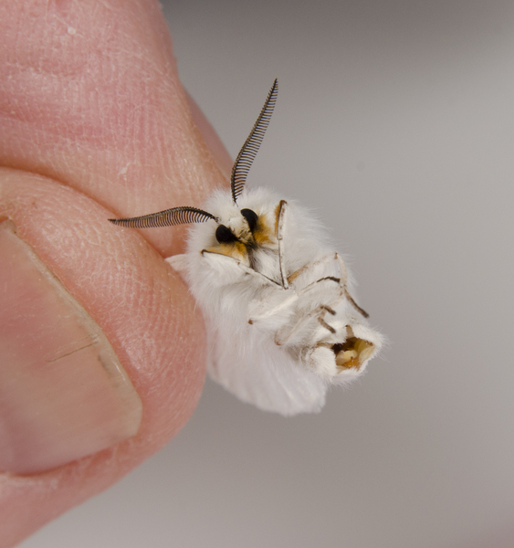 Spilosoma