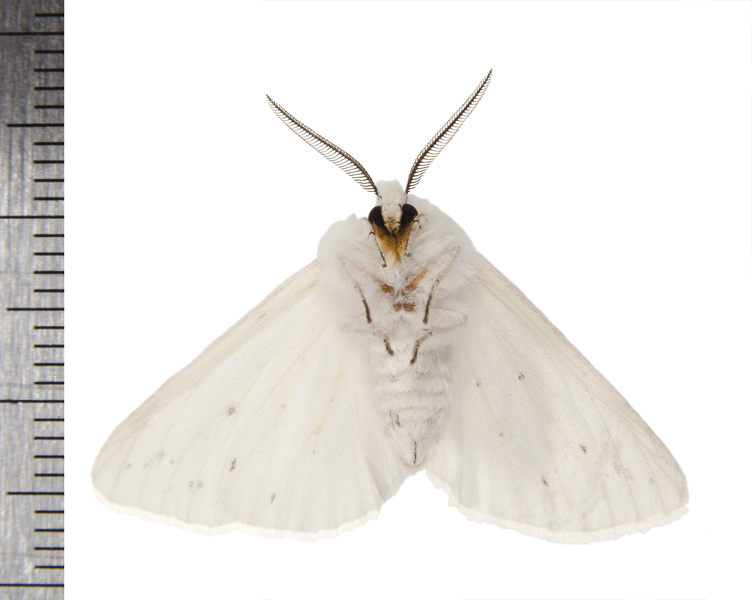 Spilosoma8292