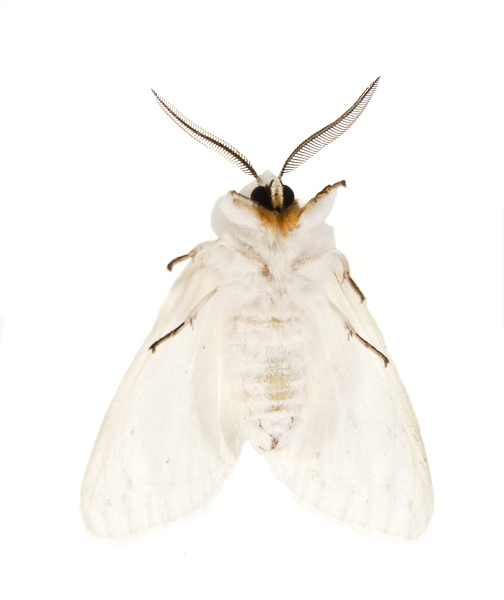 Spilosoma8311