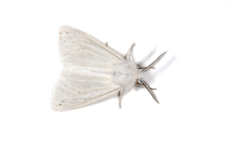 Photo of Spilosoma congrua