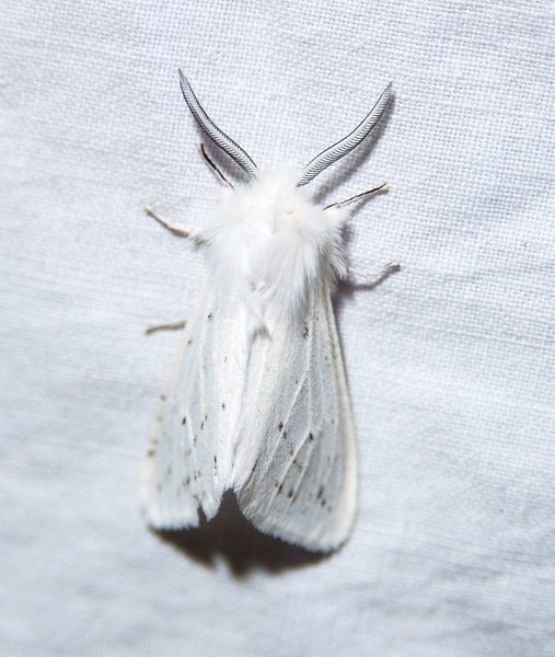 Spilosoma