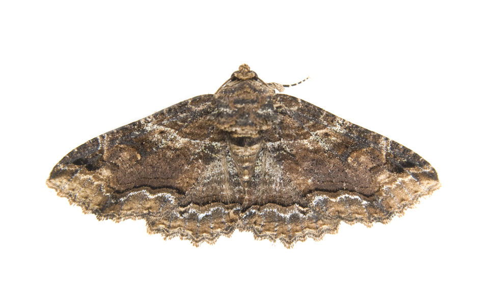 Noctuoidea