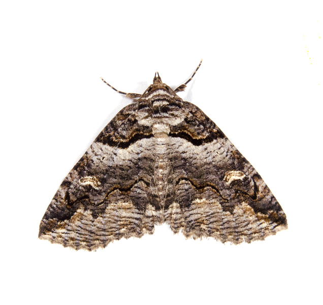 Noctuoidea