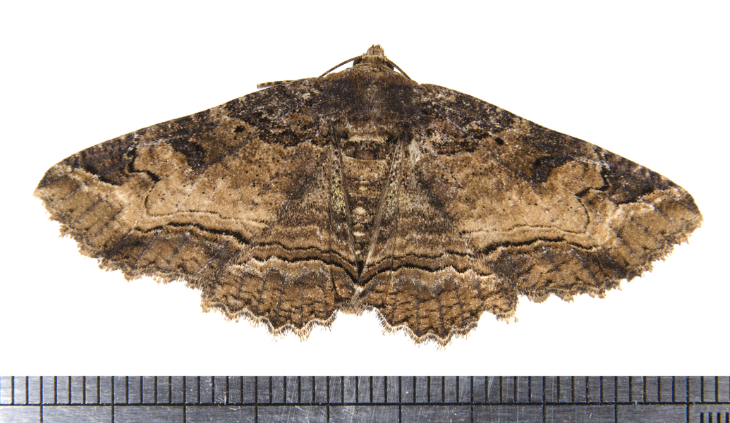 Noctuidae