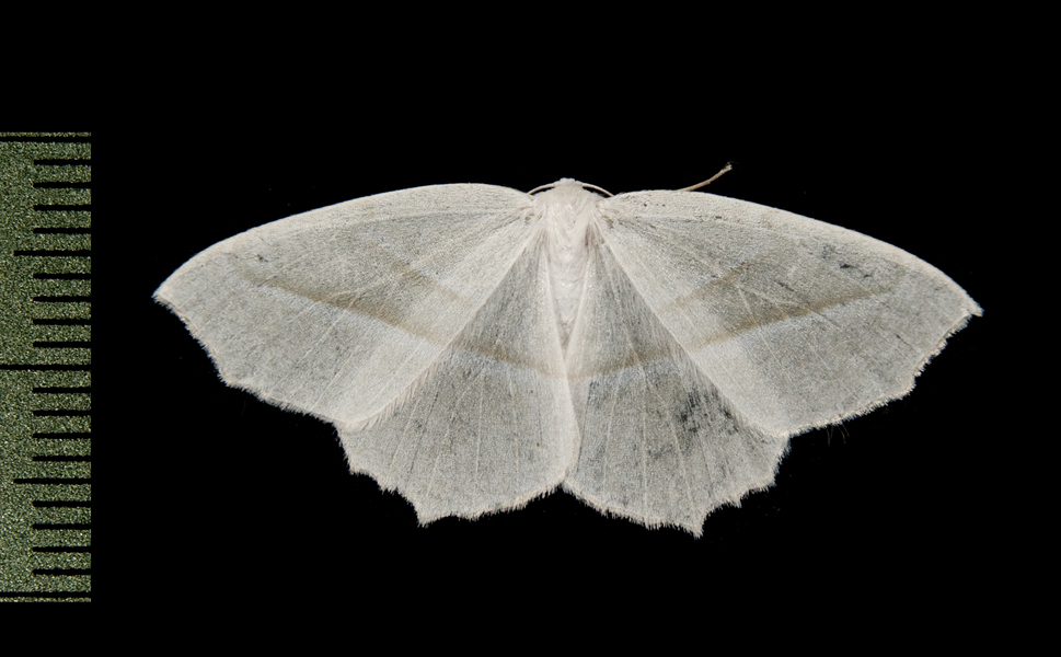 Lepidoptera