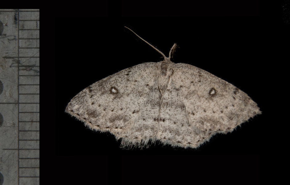 Cyclophora3231