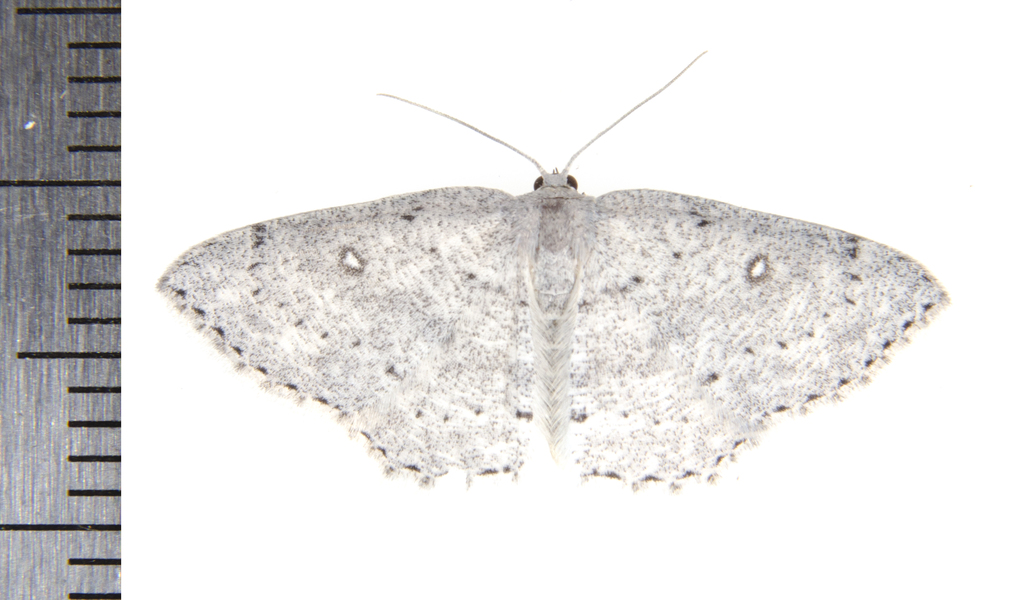 Cyclophora9810