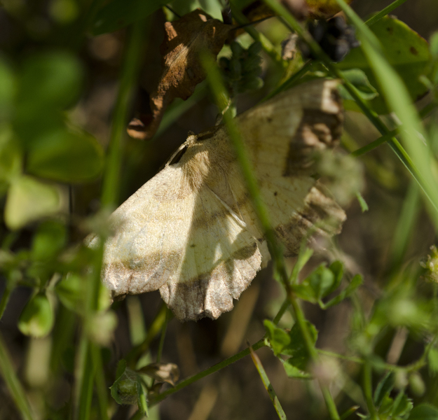 Lepidoptera