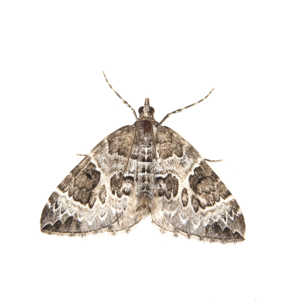 Eulithis explanata