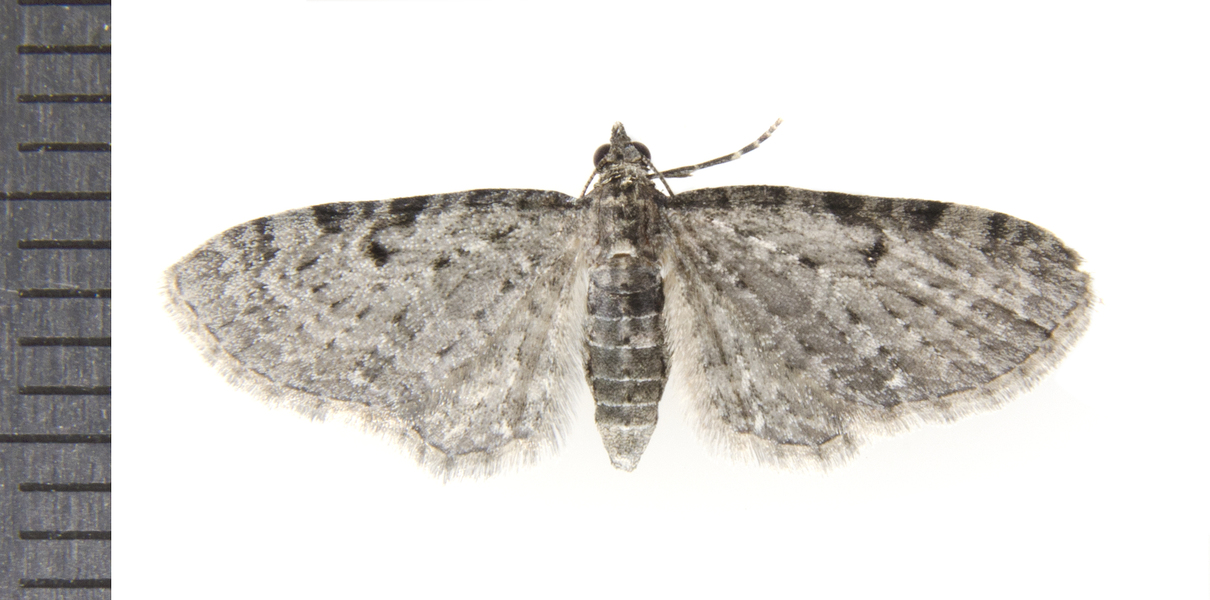 Eupithecia0417