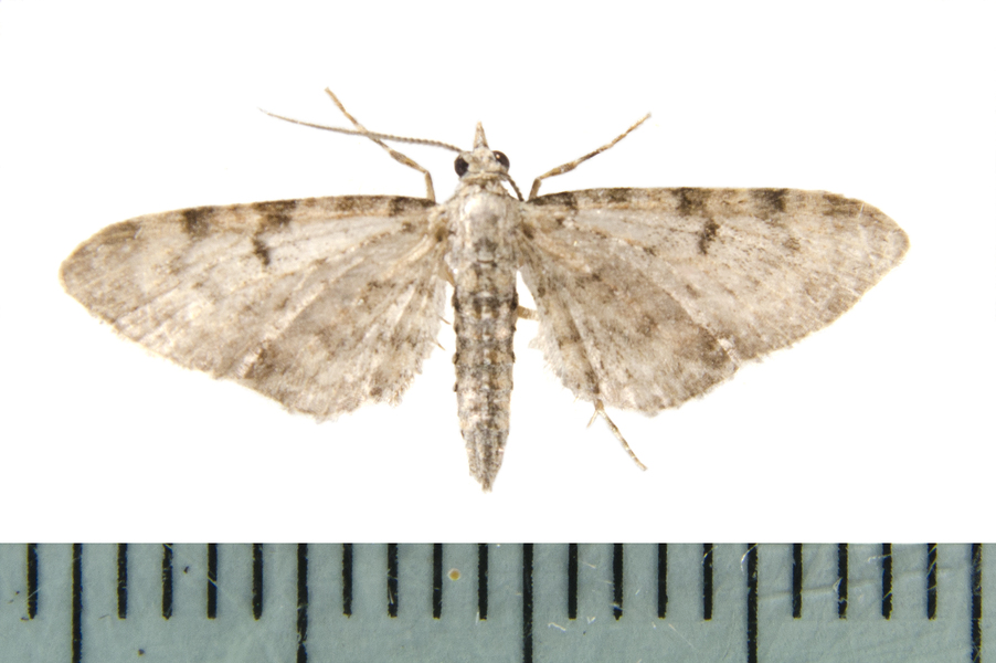 Eupithecia miserulata