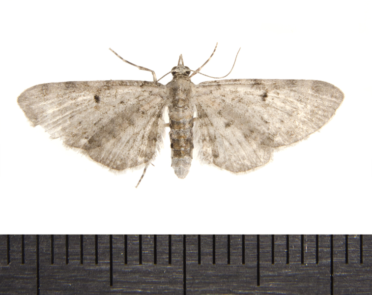 Eupithecia miserulata