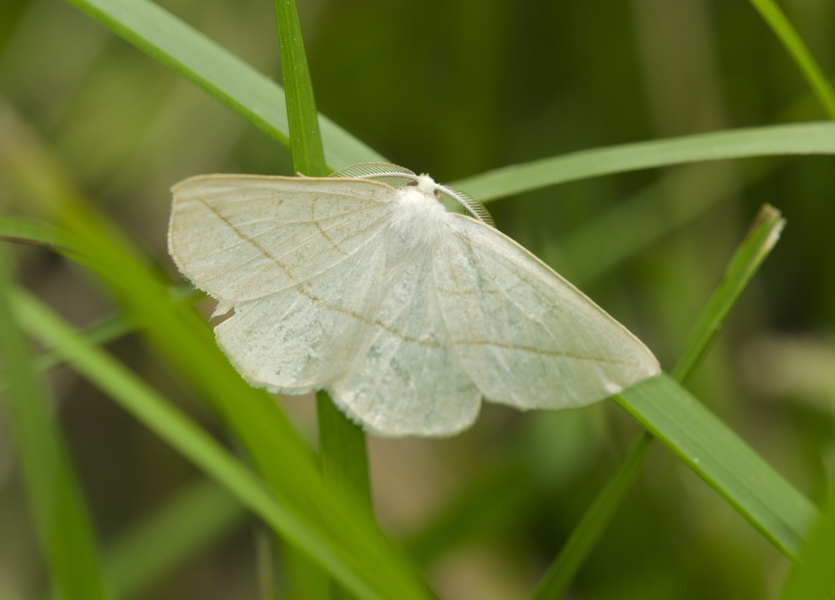 Lepidoptera