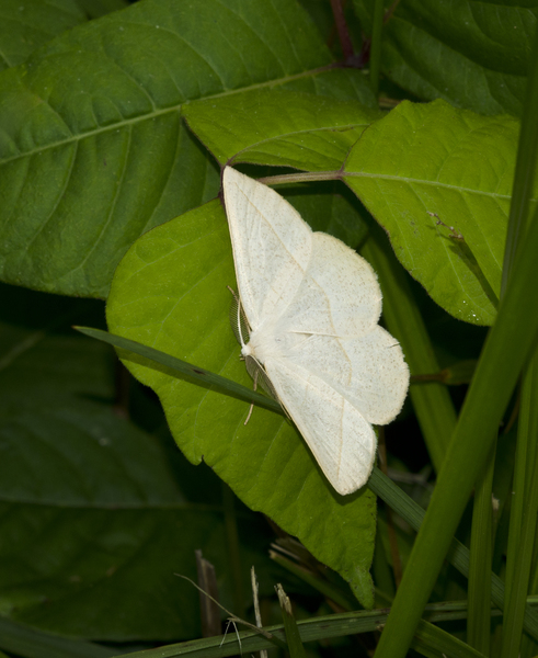 Geometridae