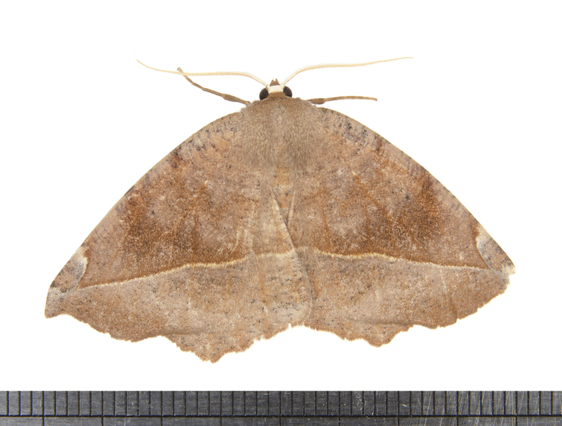 Eutrapela clemataria