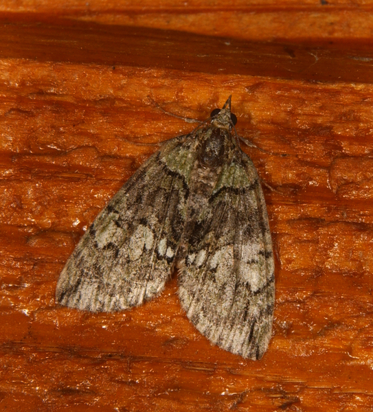 Hydriomena7730