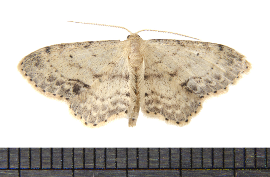 Idaea4037