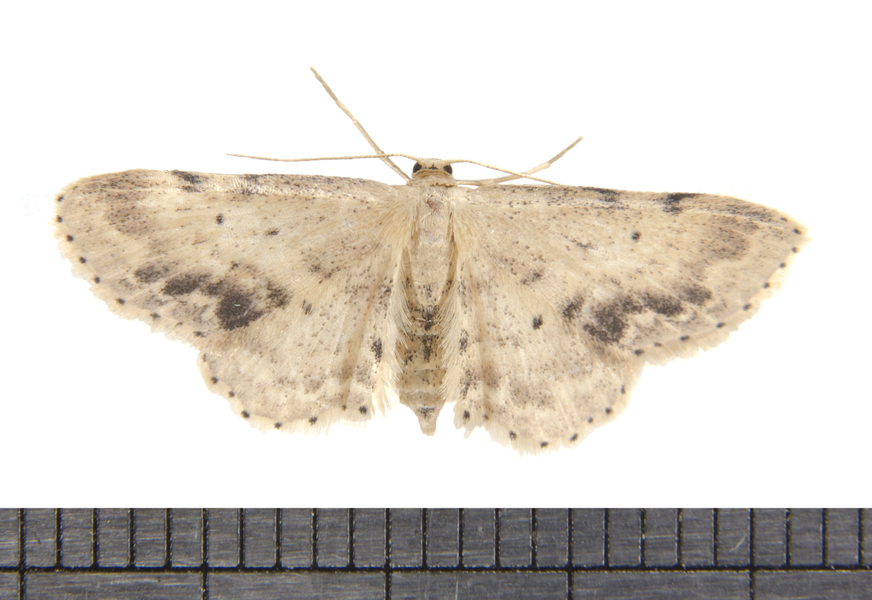 Geometridae