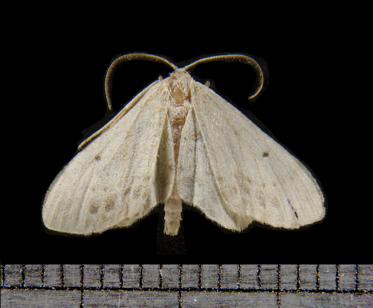 Idaea