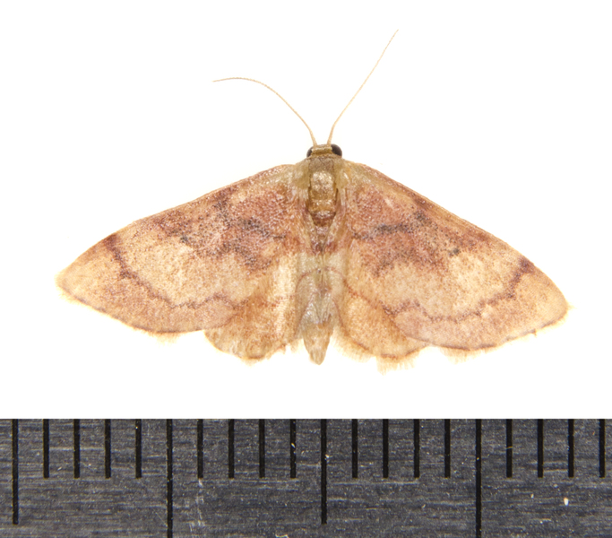 Idaea9456