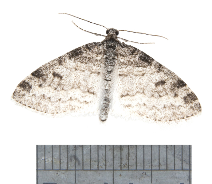 Geometridae