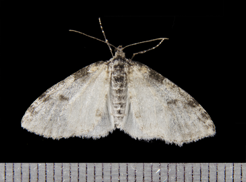 Lepidoptera