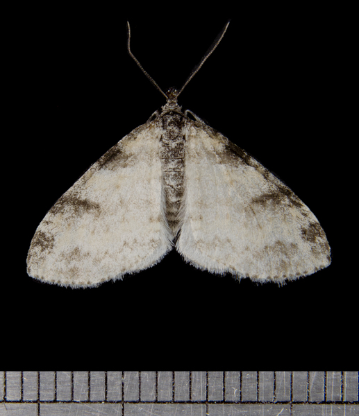 Lepidoptera