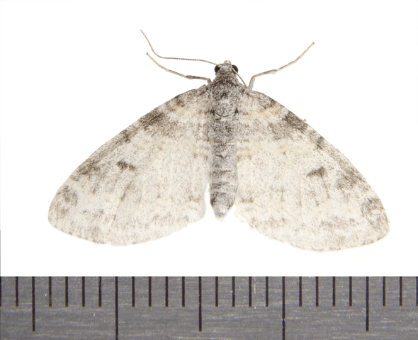 Photo of Lobophora nivigerata