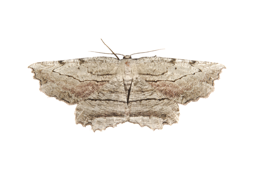 Geometridae