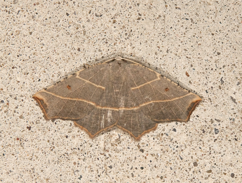 Geometridae