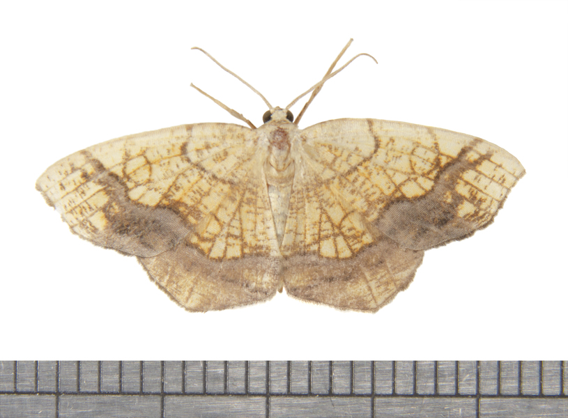 Geometridae