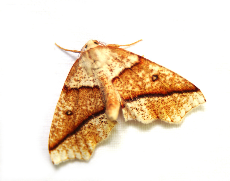 Geometridae