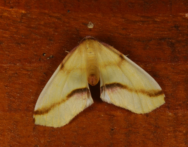 Lepidoptera