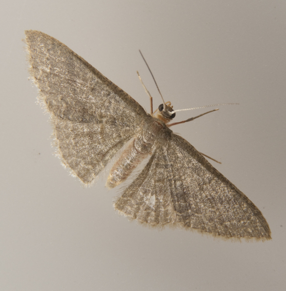 Pleuroprucha