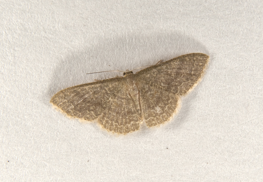 Pleuroprucha3071