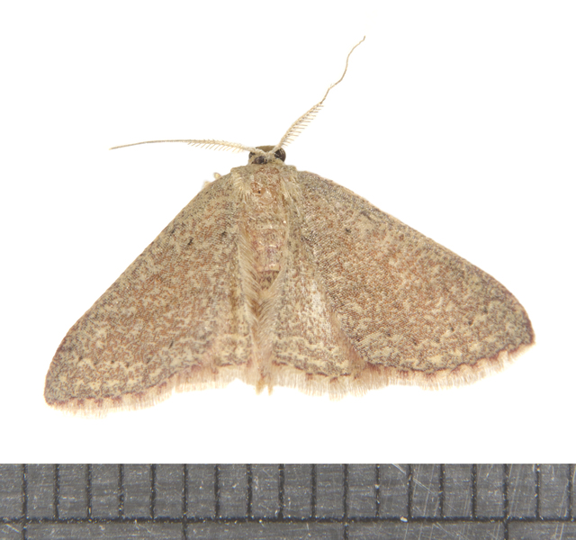 Pleuroprucha6690