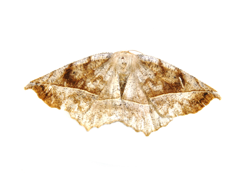 Geometridae