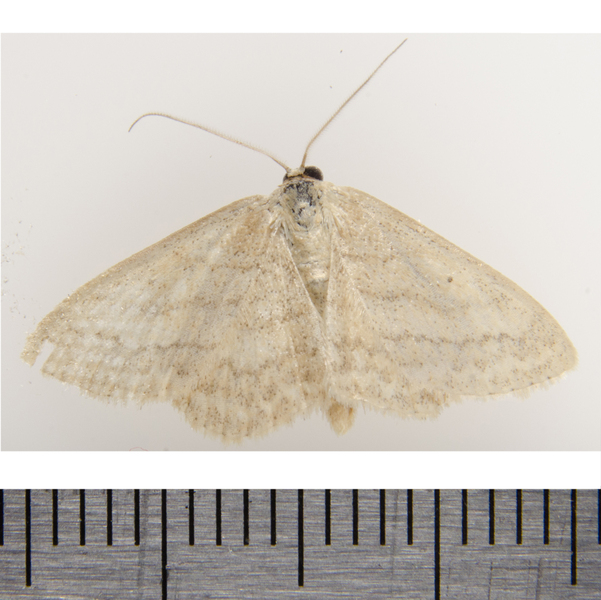 Scopula0525