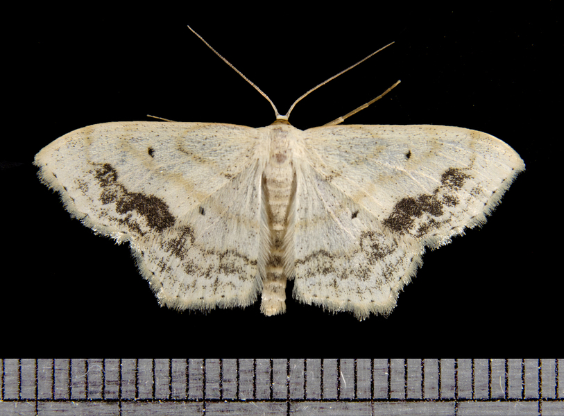 Lepidoptera