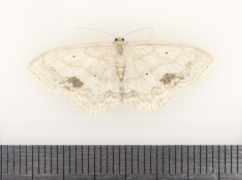 Geometridae