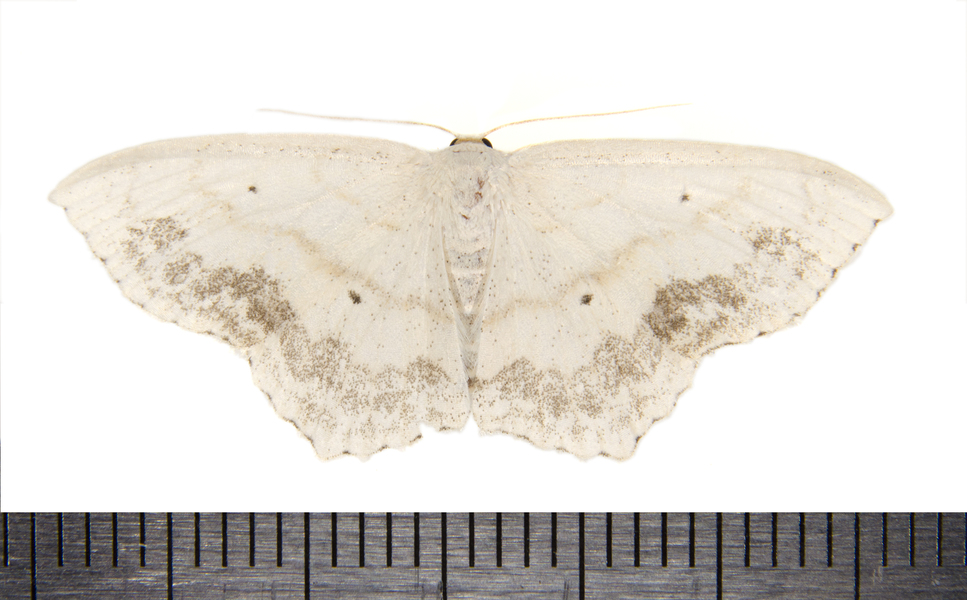 Scopula9839