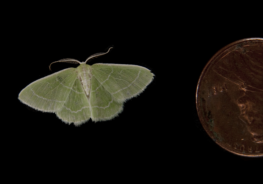 Synchlora aerata